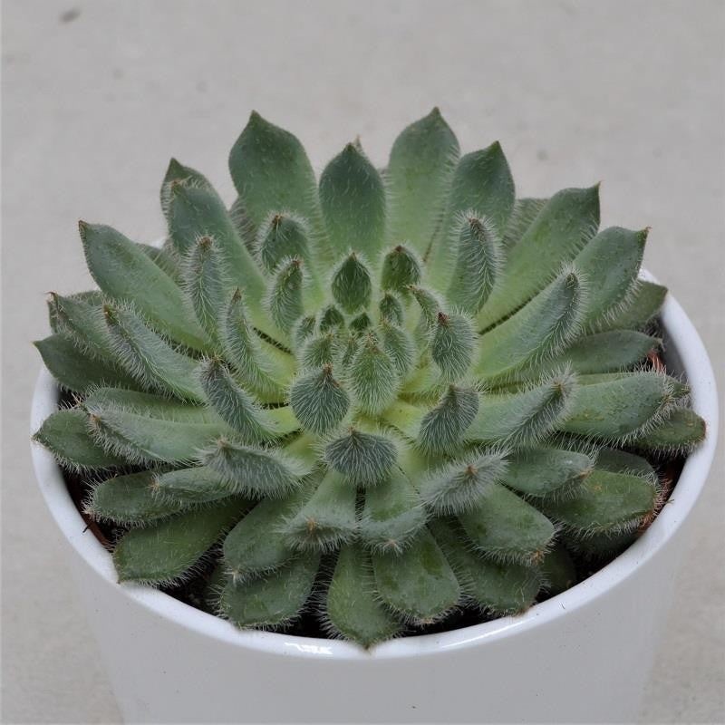 Echeveria setosa var. deminuta – 12cm