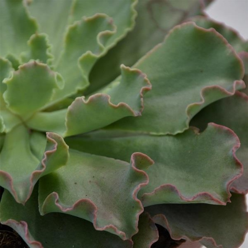 Echeveria shaviana Curly Locks – 15cm