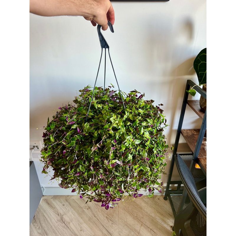 Giant Tradescantia (Wandering Jew)