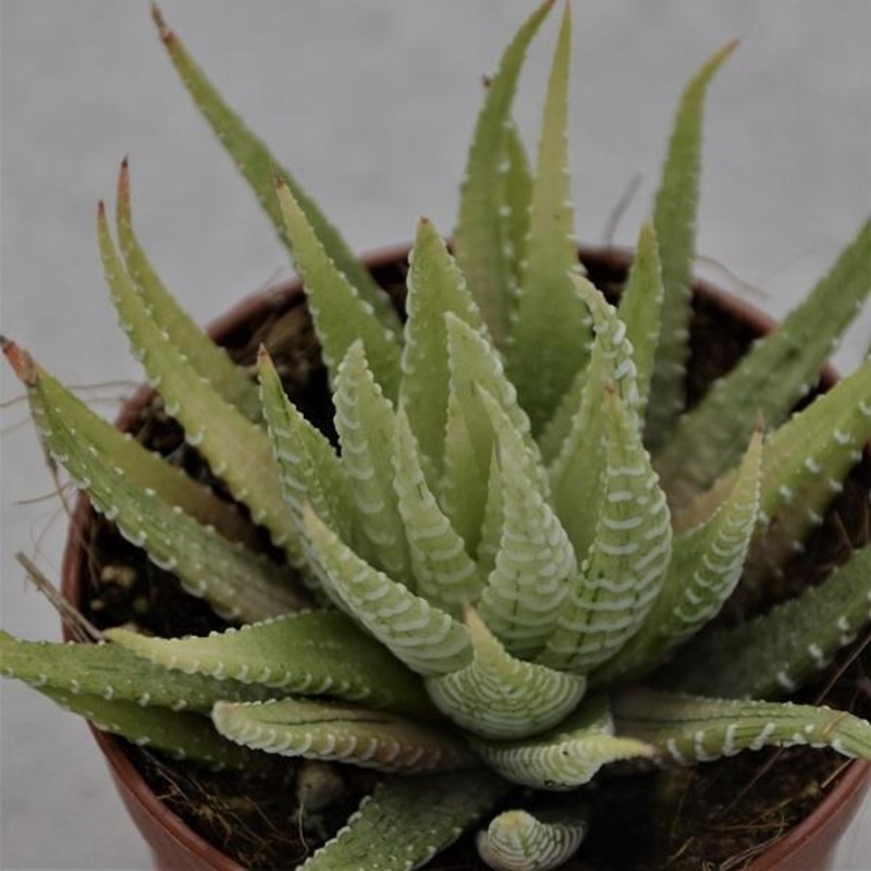 Haworthia fasciata Variegata – 6.5cm