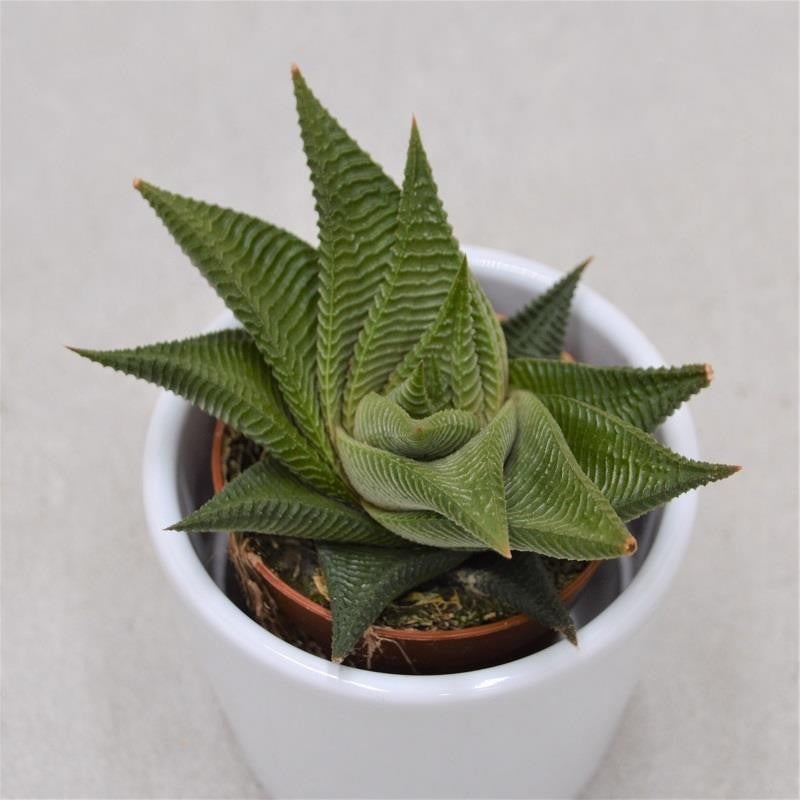 Haworthia limifolia Twister – 5.5cm