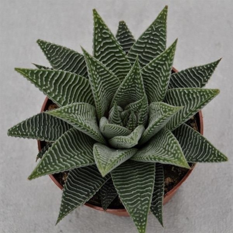 Haworthia Spider White – 8.5cm