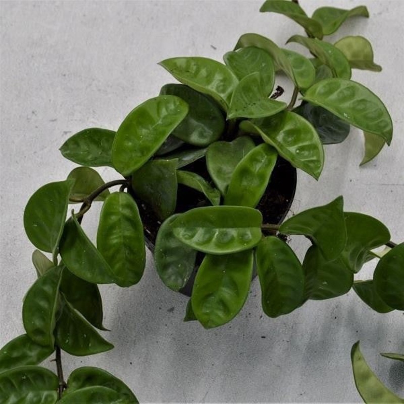 Hoya carnosa Krinkle – 12cm