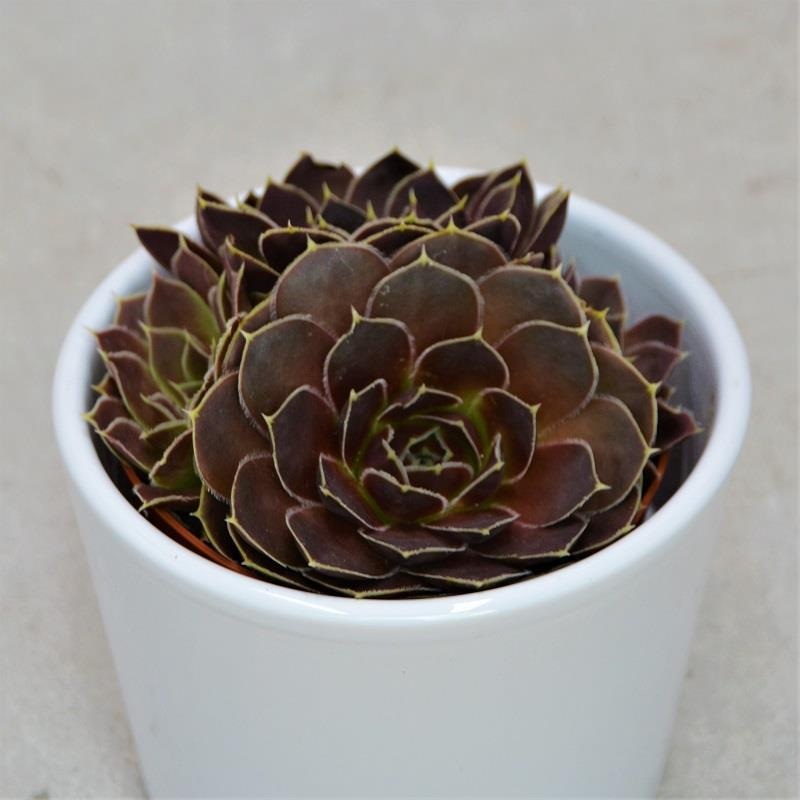 Jovibarba heuffelii – 8.5cm