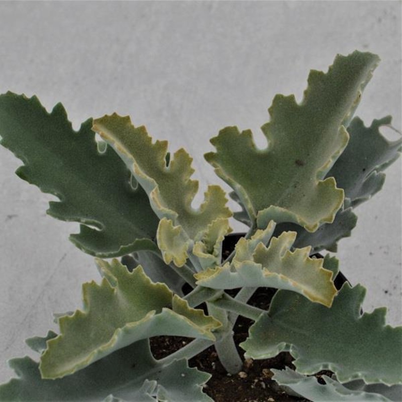 Kalanchoe beharensis Roseleaf – 12cm