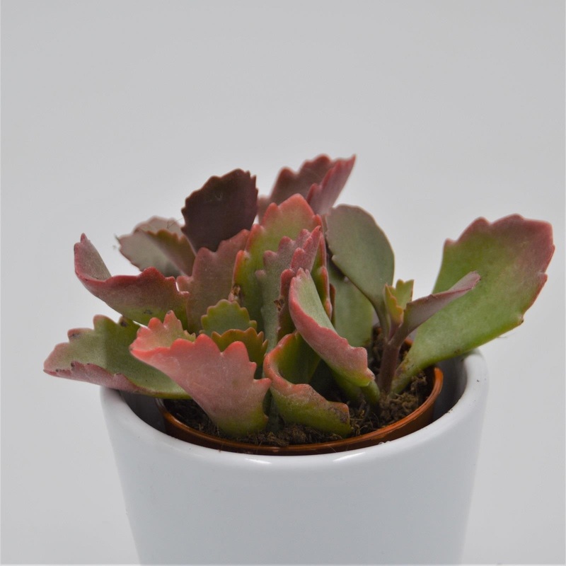 Kalanchoe rubinea – 8.5cm