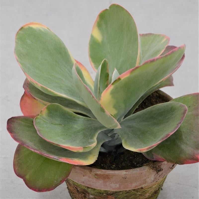 Kalanchoe thyrsiflora Rainbow – 13cm in terracotta pot