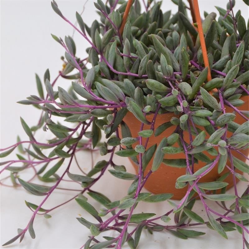 Othonna capensis Ruby Necklace – 12cm Hanging Planter