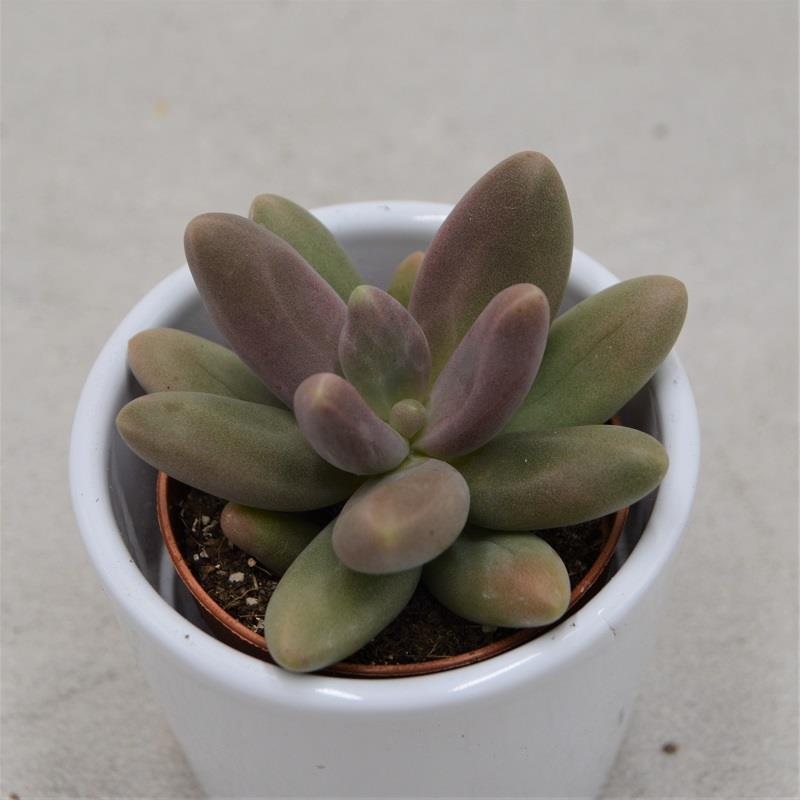 Pachyphytum Captain Jessop – 5.5cm