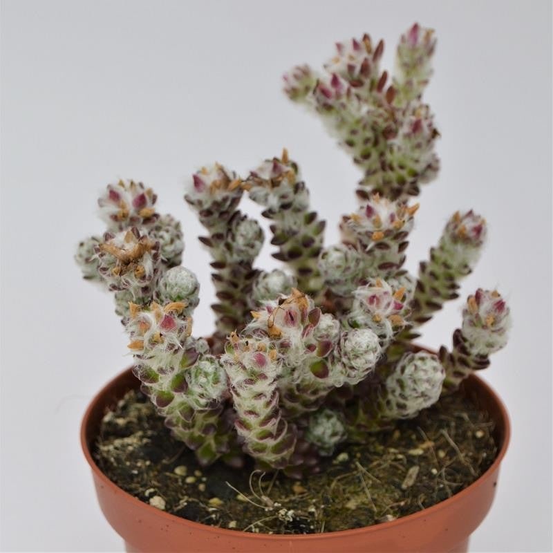 Portulaca werdermannii – 13cm