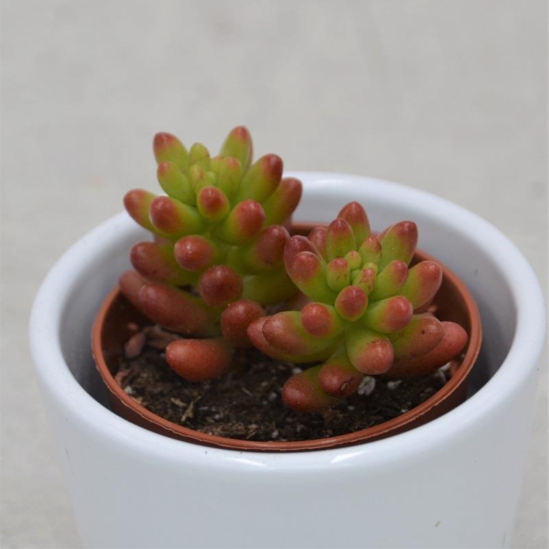 Sedum rubrotinctum – 5.5cm