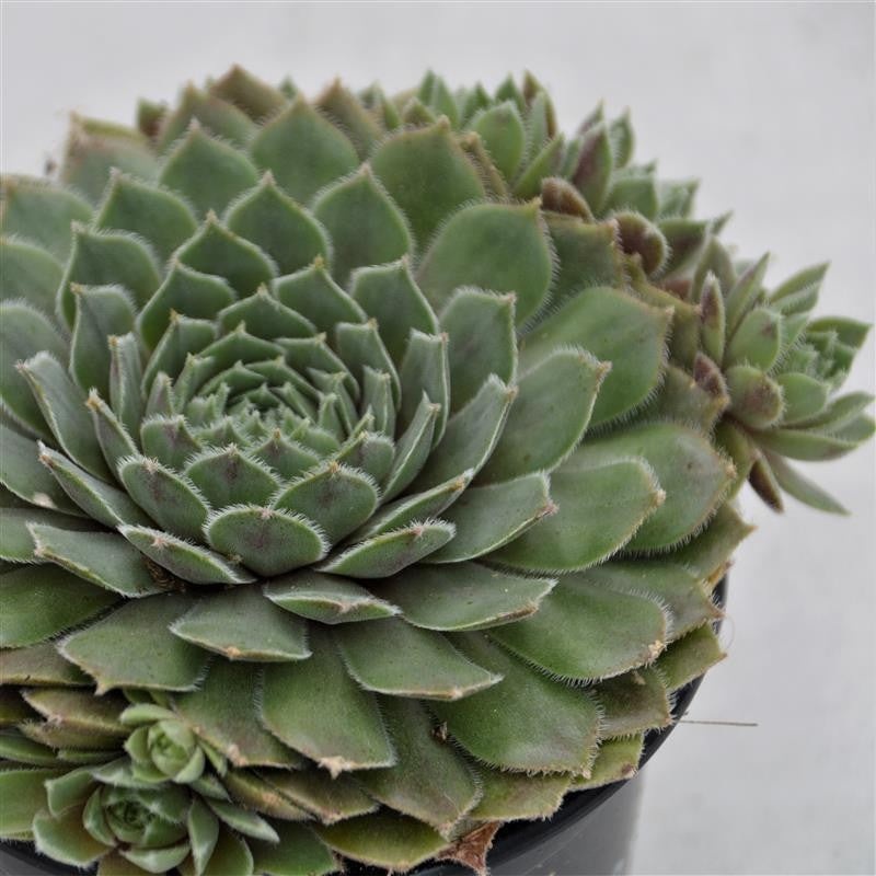 Sempervivum Hercules – 10.5cm