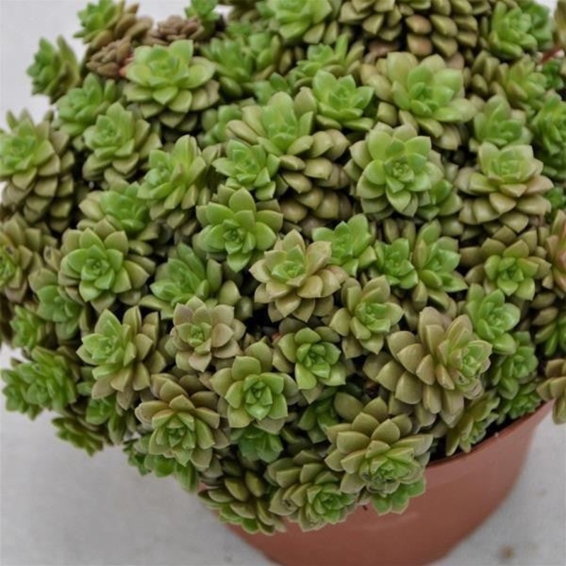 x Cremnosedum Little Gem – 13cm