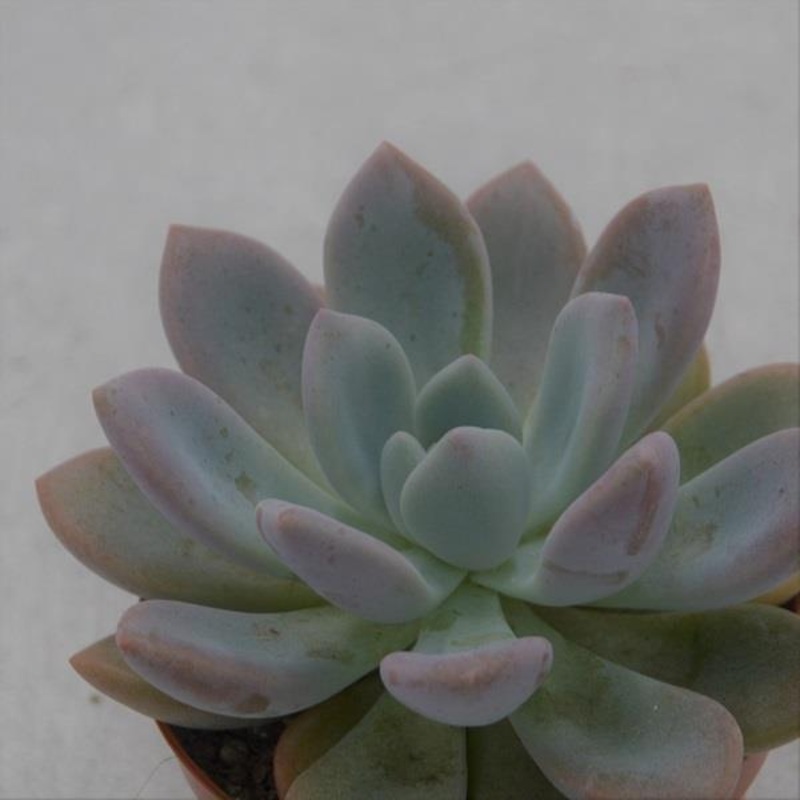 x Graptoveria Opalina – 8.5cm