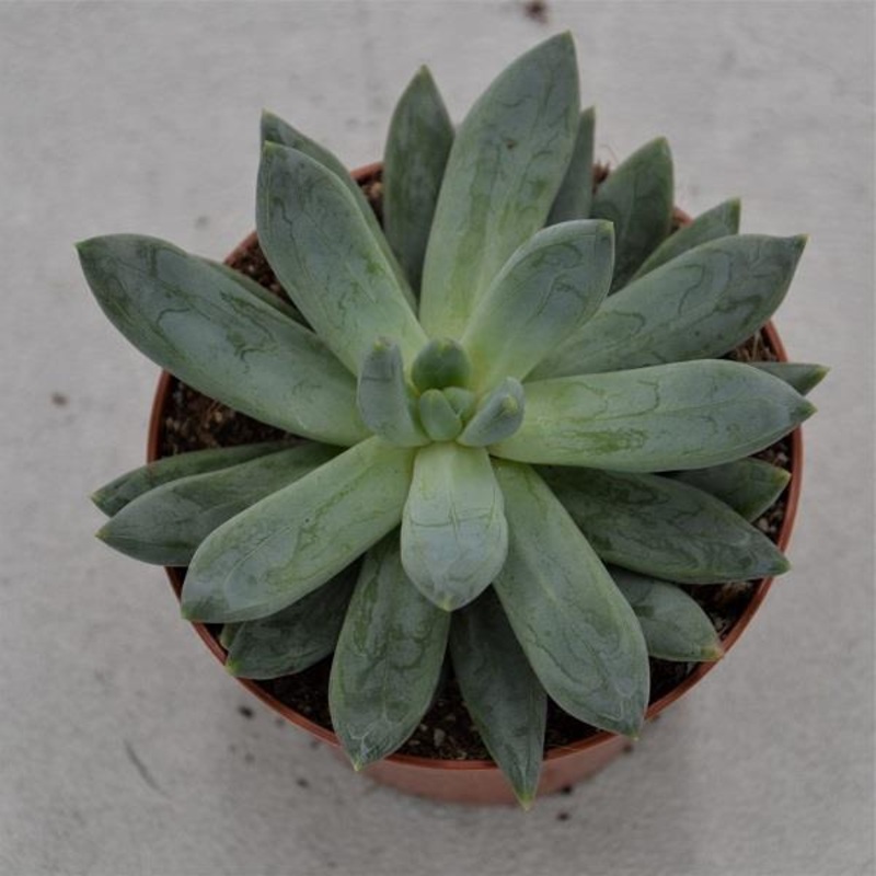 x Pachyveria Bea – 8.5cm