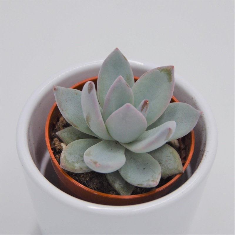 x Pachyveria Ice Crystal – 5.5cm