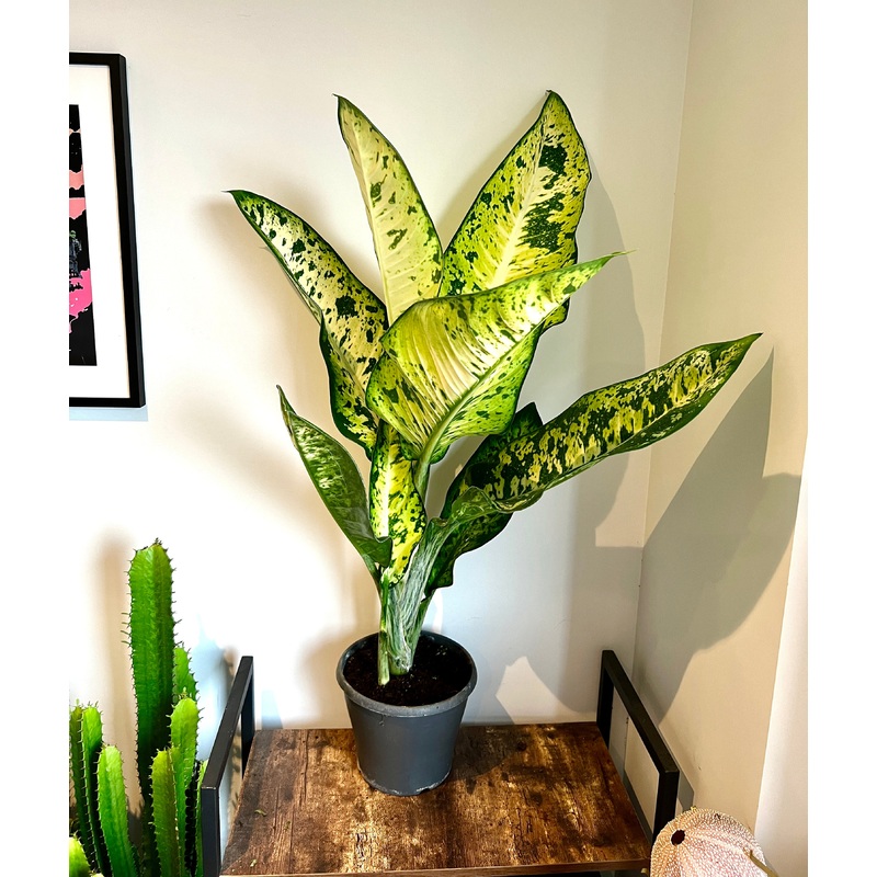 100cm Dieffenbachia Banana