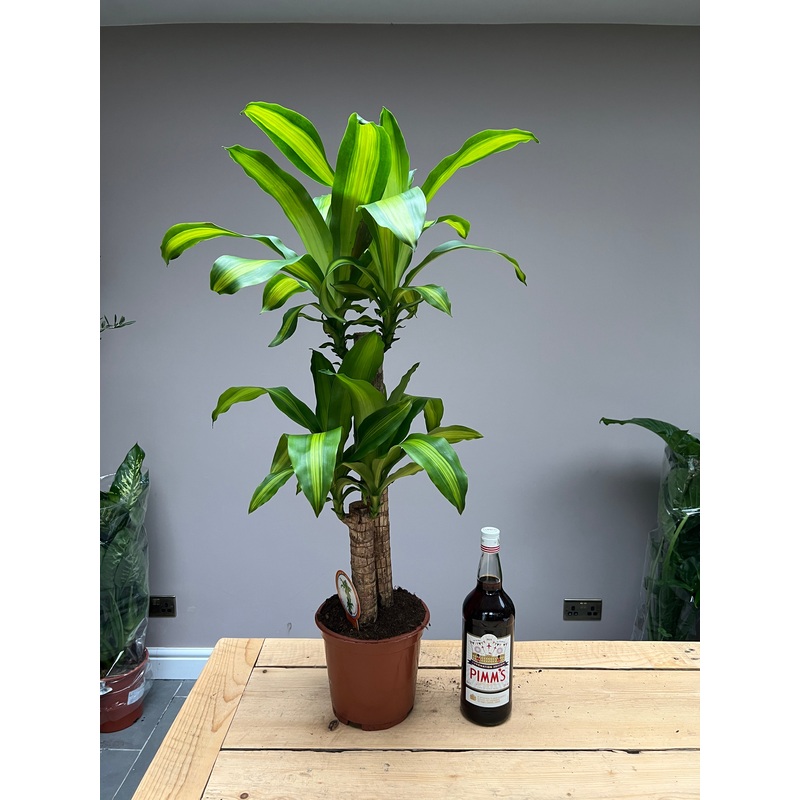 100cm Dracena Massangeana