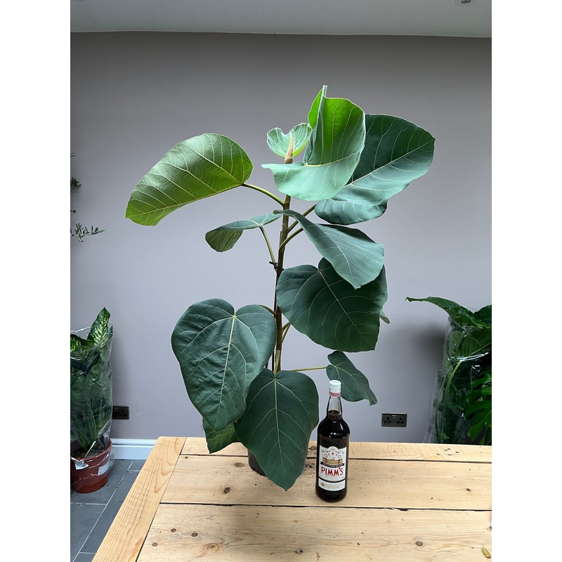 100cm Ficus auriculata Everest
