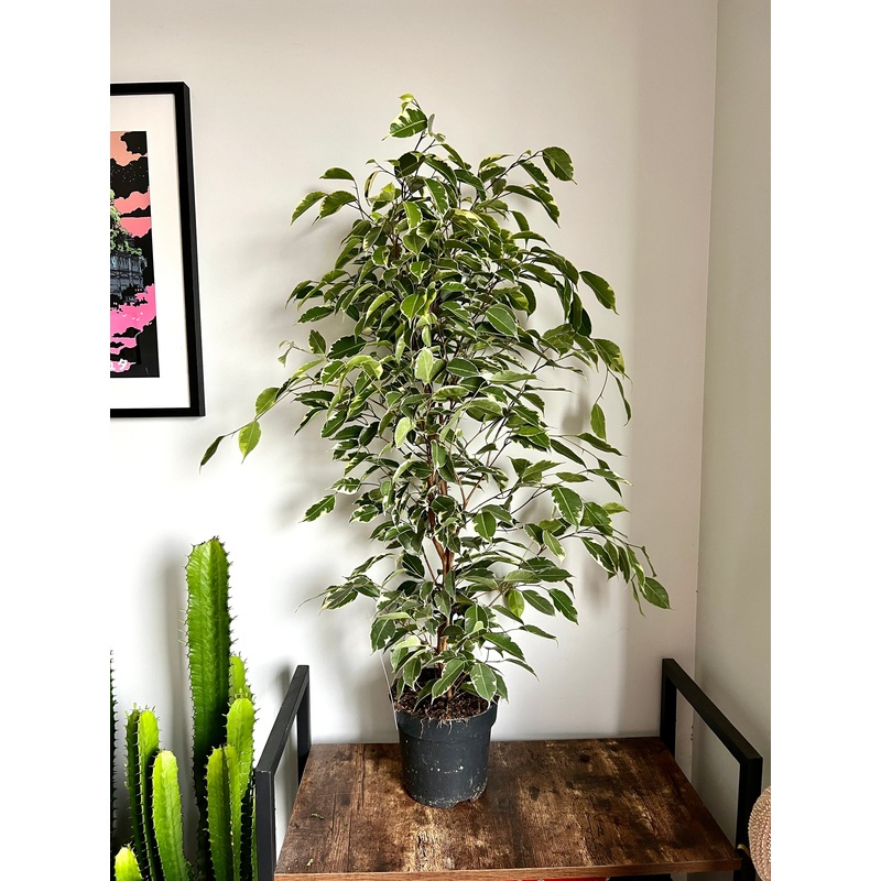 100cm Ficus Golden King