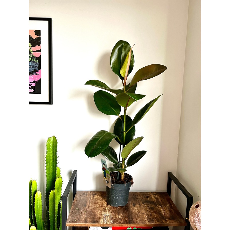 100cm Ficus Robusta (Rubber Plant)