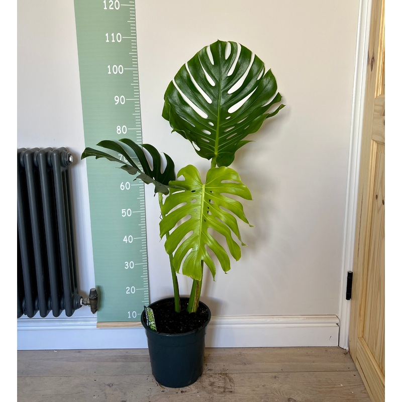 100cm Monstera Deliciosa (Swiss Cheese Plant) large form