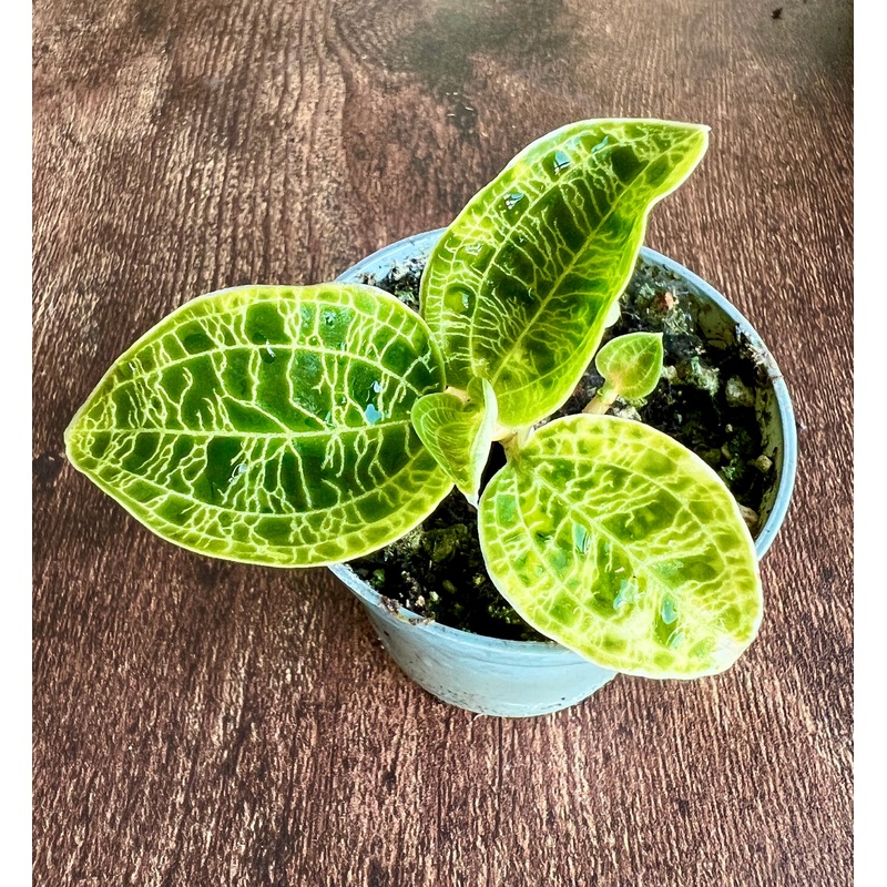 10cm Macodes Petipa (Jewel Orchid)