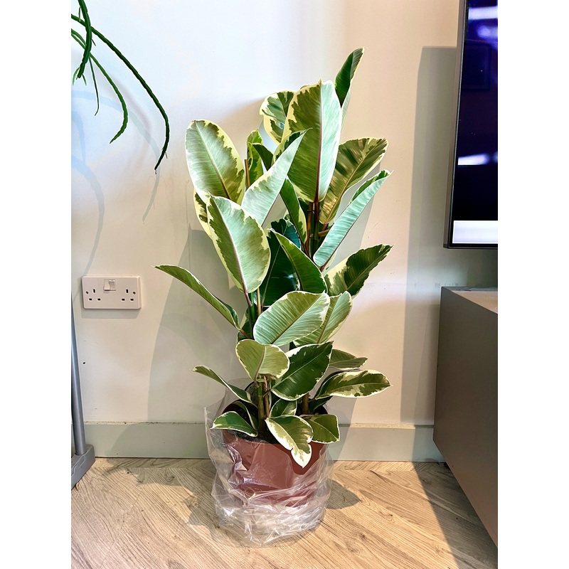 110cm Double Stemmed Ficus Elastica