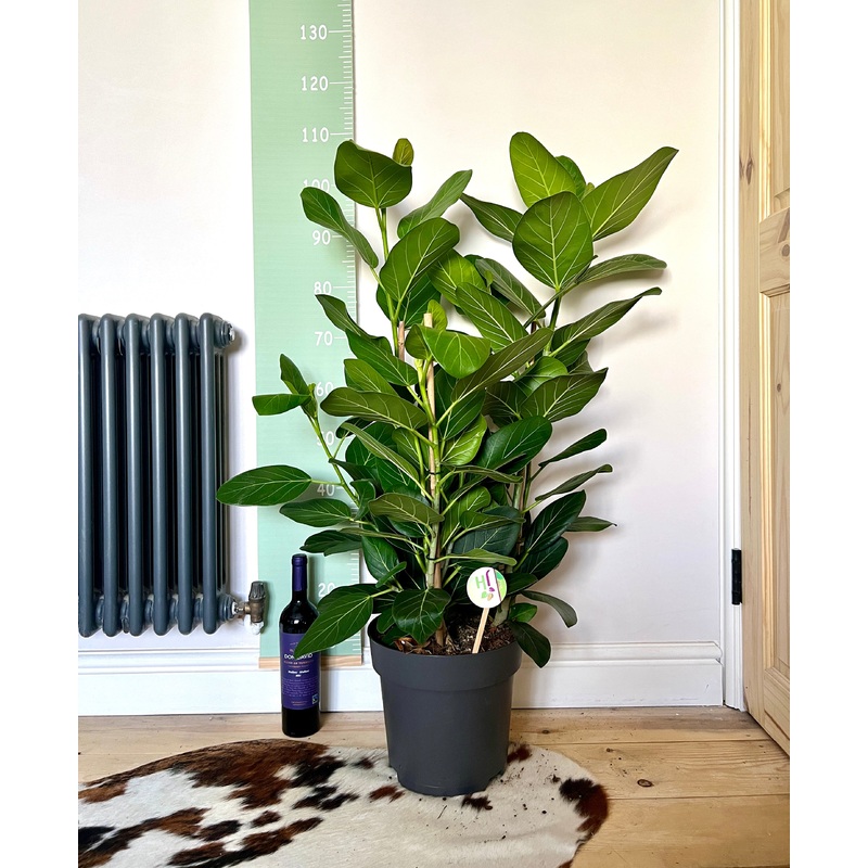 110cm Ficus Audrey Triple Stem