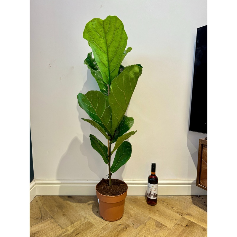 110cm Ficus Lyrata (Fiddle Leaf Fig)