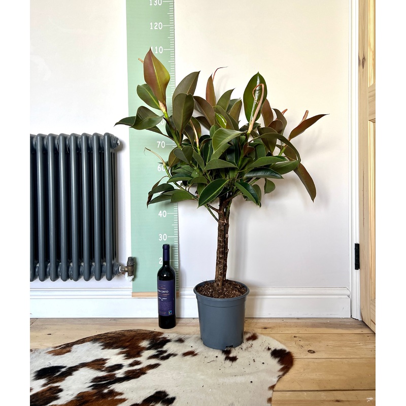 110cm Ficus Melany