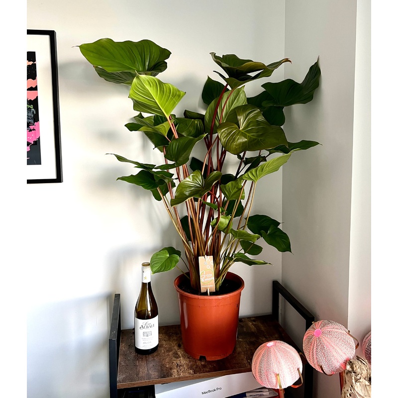 110cm Homalomena Rubescens Maggy (Shield Plant)