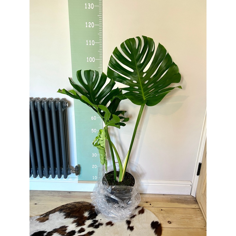 110cm Large Form Swiss Cheese House Plant – Monstera Deliciosa