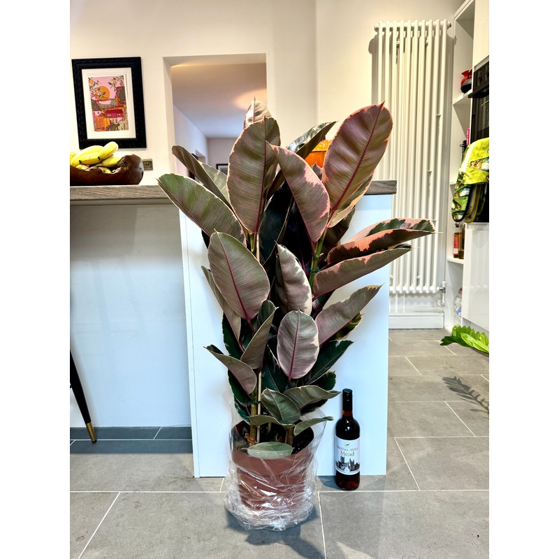 110cm Triple Ficus Elastica Belize
