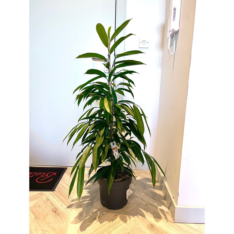 120cm Ficus Amstel King
