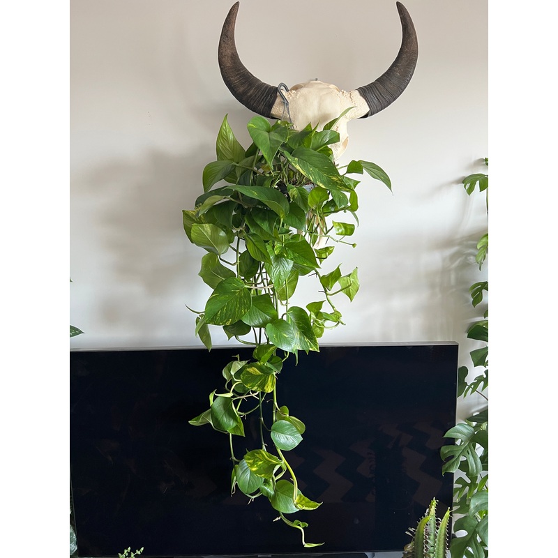 120cm Hanging Devils Ivy