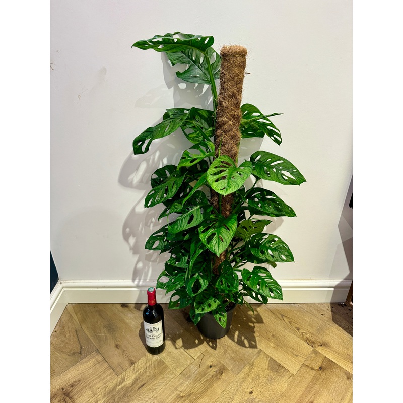 120cm Monstera adansonii (Monkey leaf Swiss cheese plant)