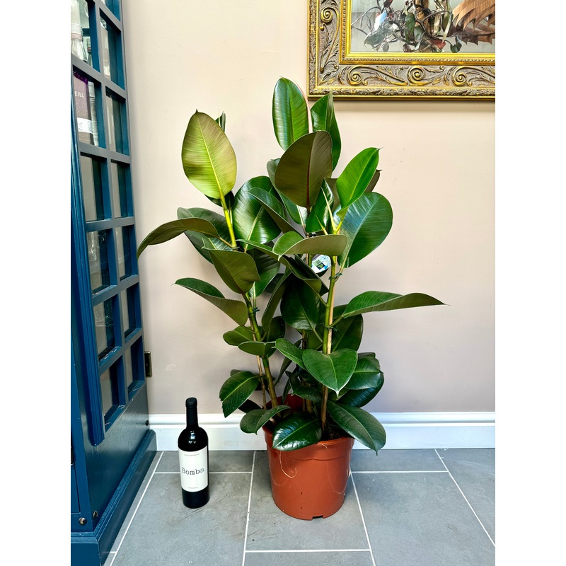 120cm Triple Stem Ficus Elastica (Rubber Plant)