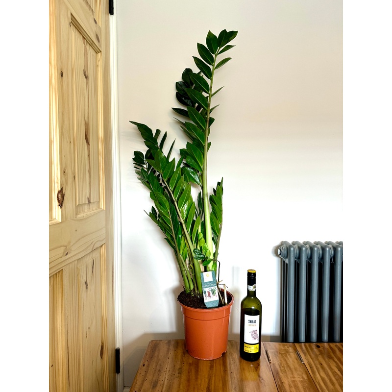 120cm ZZ house Plant – Zamioculcas Zamiifolia