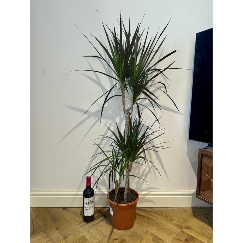 125cm Dracena Marginata – Dragon Tree