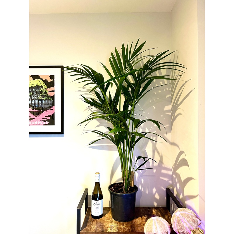 125cm Howea Forsteriana (Kentia Palm)