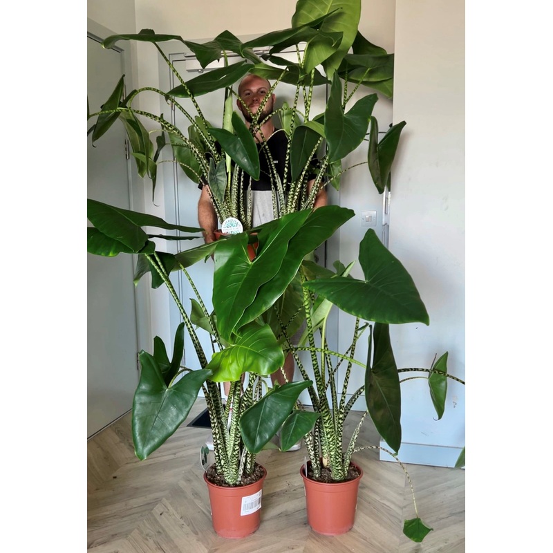 130cm Alocasia Zebrina