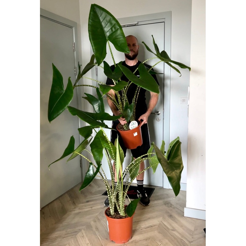 130cm Giant Alocasia Zebrina