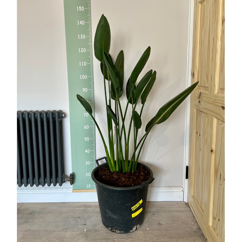 130cm Quad Strelitzia Reginae (Bird of Paradise)