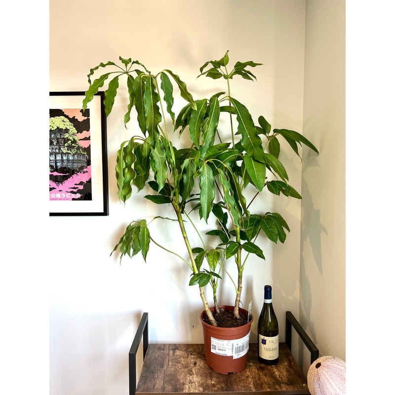 130cm Schefflera Actinophylla (Umbrella Tree)