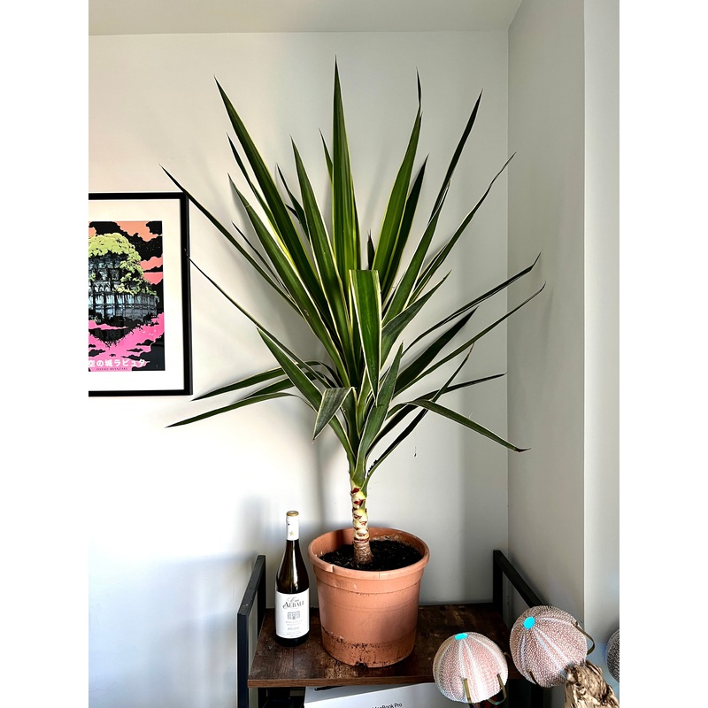 130cm Yucca Puck