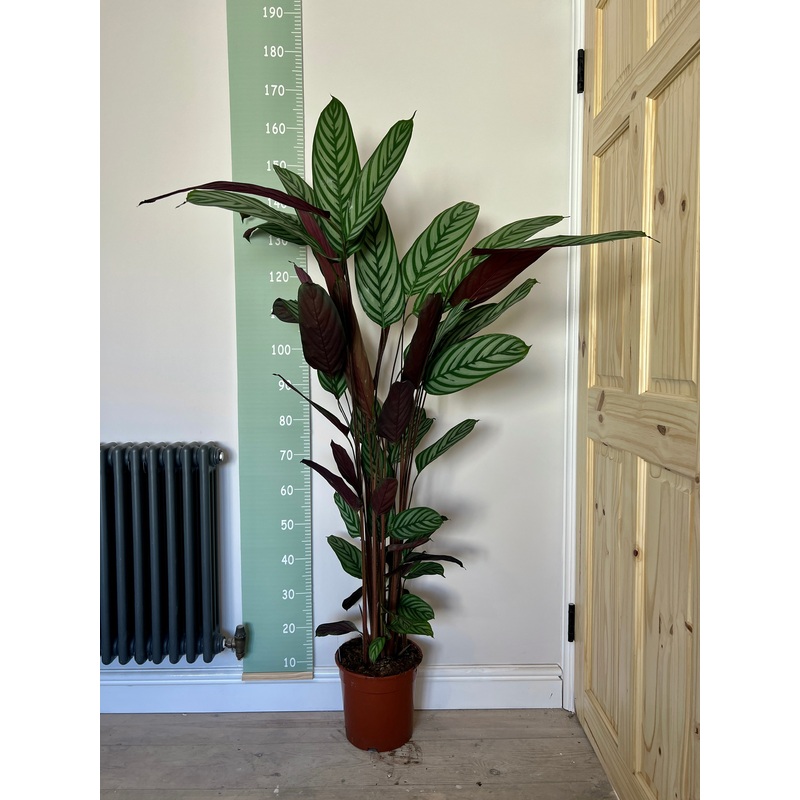 140cm Ctenanthe Oppenheimiana