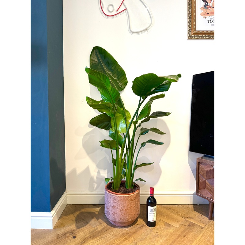 140cm Double Strelitzia Alba (Bird of Paradise)
