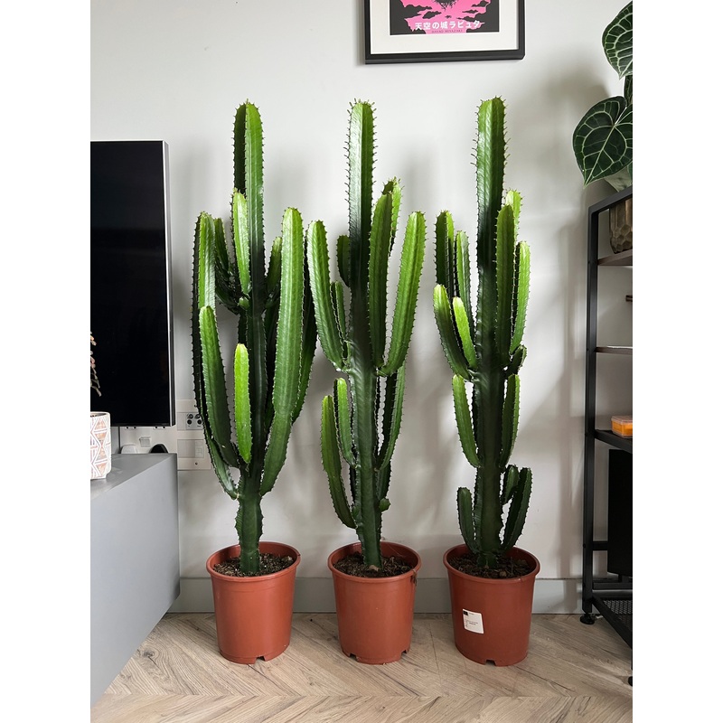 140cm Euphorbia Ingens Cactus