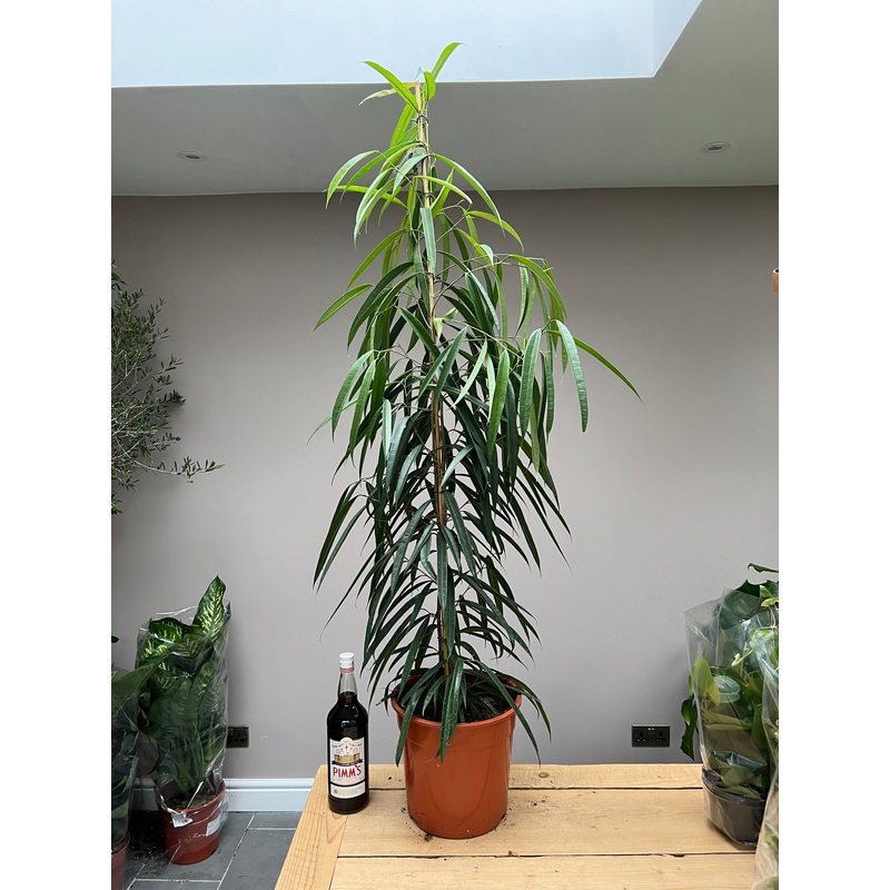 140cm Ficus Ali